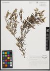Foto von Salix purpurea L.